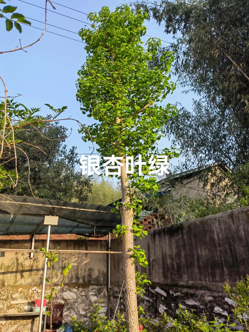 庭院银杏超过12米高才建议动树，低于此高度应以疏枝代替重剪