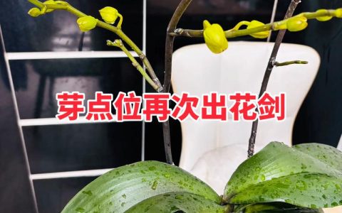 蝴蝶兰开花后怎么修剪？复花与养护全指南