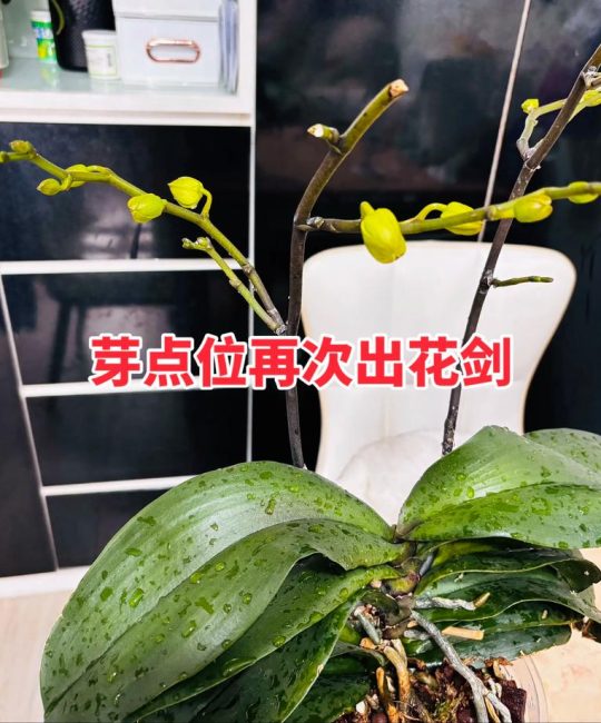 蝴蝶兰开花后怎么修剪？复花与养护全指南