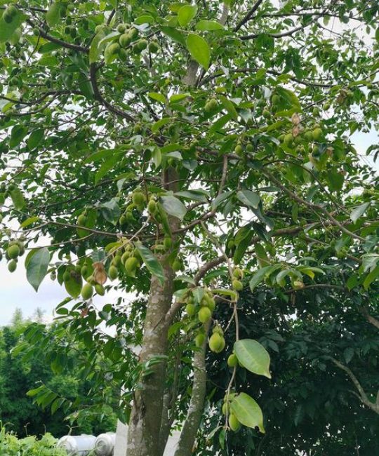 沉香是什么树木可以形成的？一文读懂结香树种与形成条件