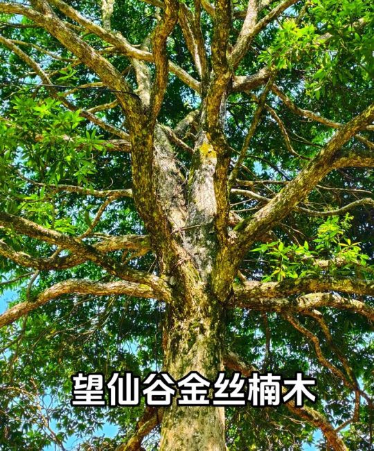 什么是金丝楠木？了解这种珍稀常绿乔木的全面科普