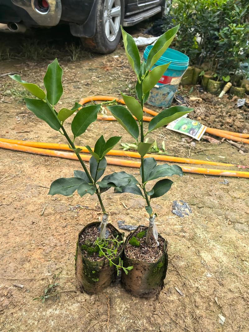 柑橘苗多少钱一株?2026年最新价格参考与选购种植全攻略 采购质量判断:一看嫁接口、二看根系、三看苗龄