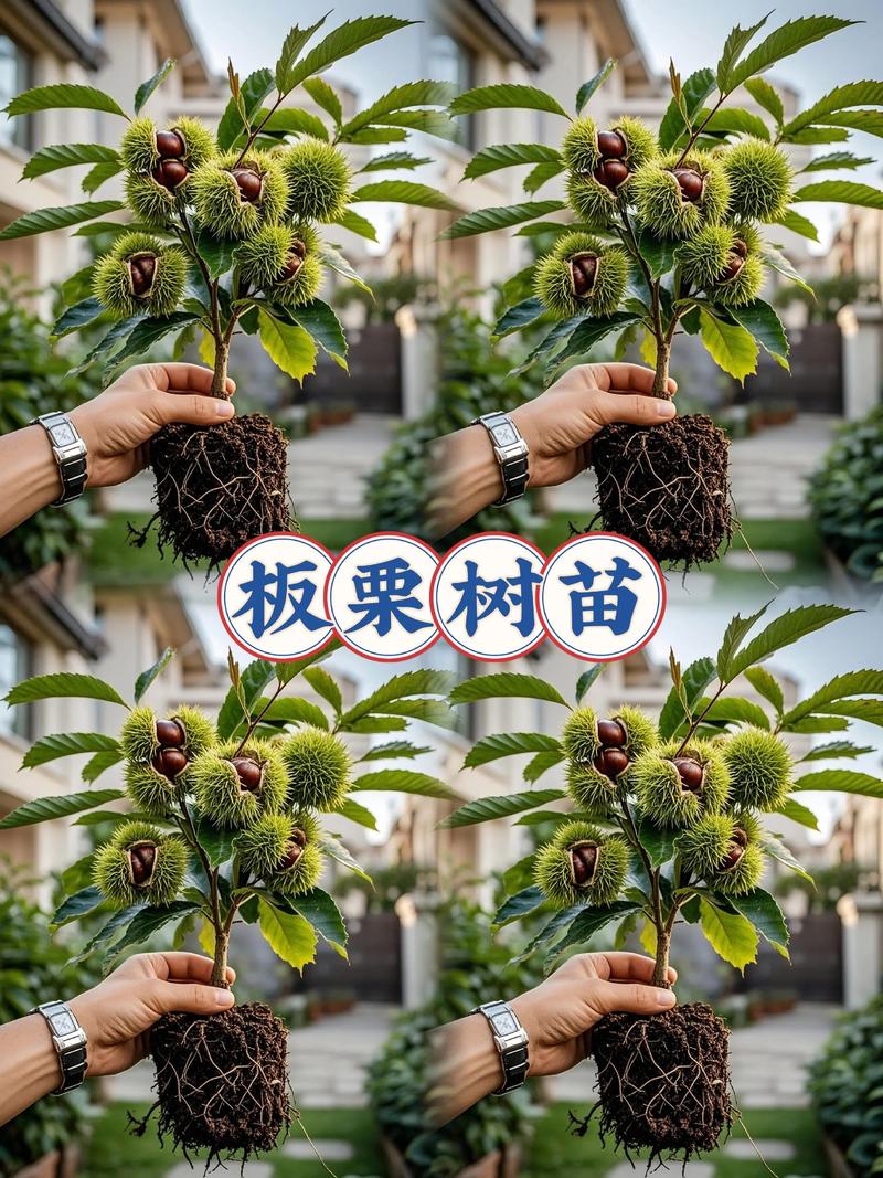 如何用栗子种出栗子树?完整种植技术指南 三、栗子(种子)栽前处理