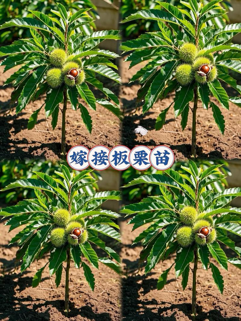 如何用栗子种出栗子树?完整种植技术指南 四、栽植深度与操作