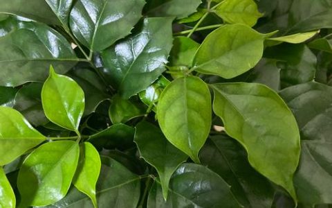 绿宝树怎么养才茂盛？掌握六个关键环节，新叶蹭蹭长