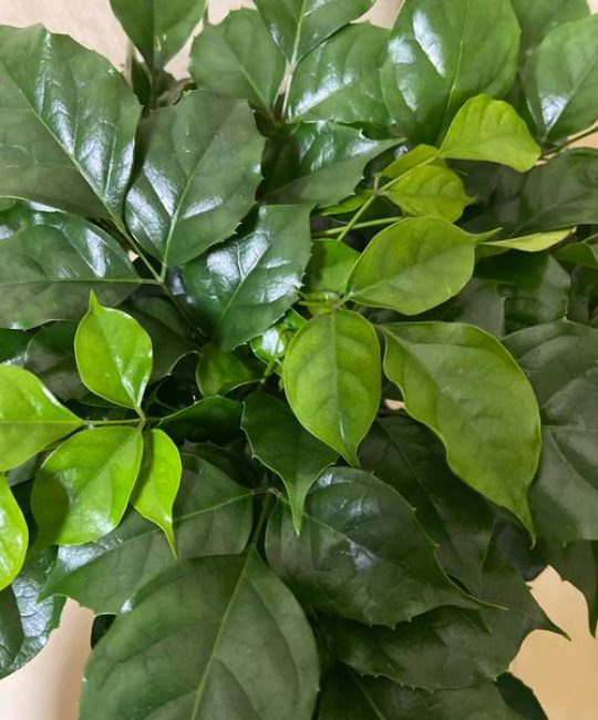 绿宝树怎么养才茂盛？掌握六个关键环节，新叶蹭蹭长