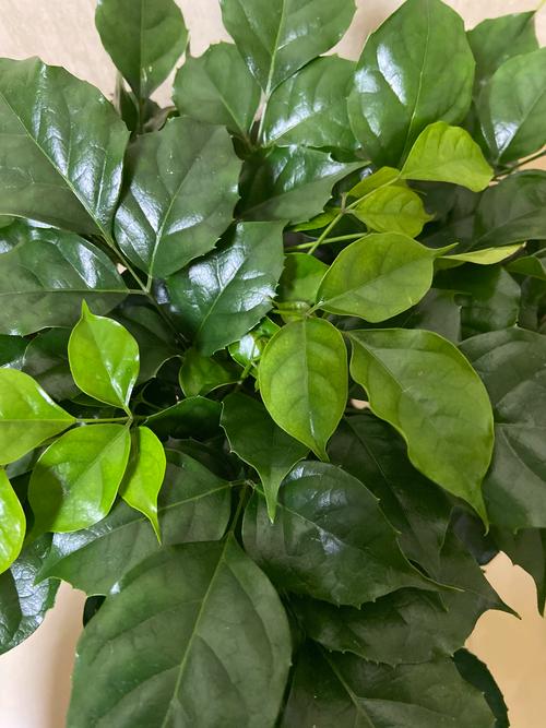 绿宝树怎么养才茂盛?掌握六个关键环节,新叶蹭蹭长 绿宝树怎么养才茂盛?掌握六个关键环节,新叶蹭蹭长