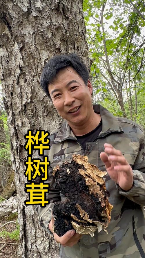 桦树茸的生长奥秘:从孢子到珍稀菌核 人工栽培为何如此困难