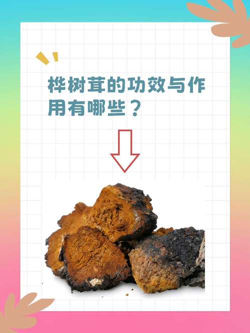 桦树茸的生长奥秘:从孢子到珍稀菌核 采收与保护