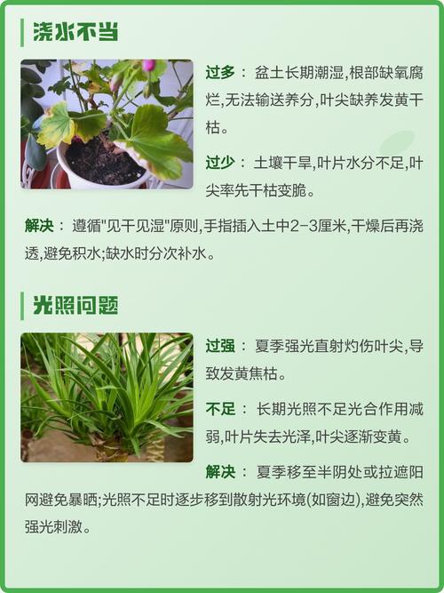 龙血树干叶尖是怎么回事? 二、空气湿度过低