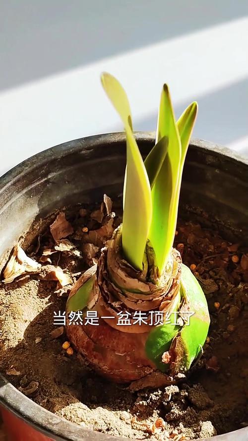 龙血树干叶尖是怎么回事? 四、施肥过多或过少
