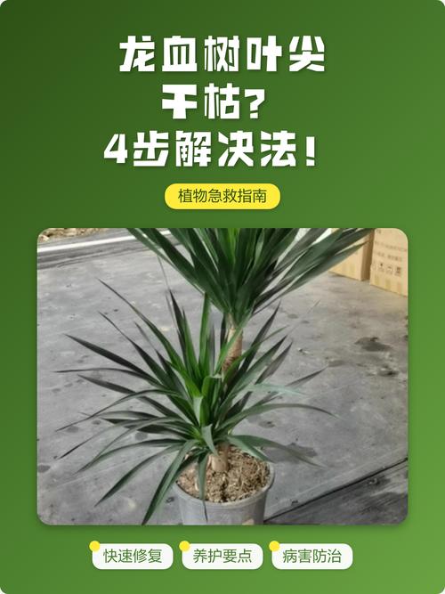 龙血树干叶尖是怎么回事? 三、光照过强或过弱