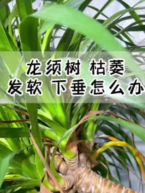 龙血树干叶尖是怎么回事? 五、其他可能原因