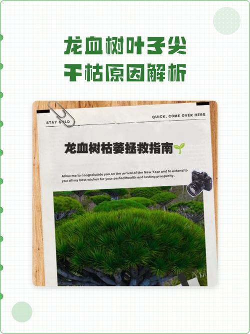 龙血树干叶尖是怎么回事? 六、干叶尖的修复与预防