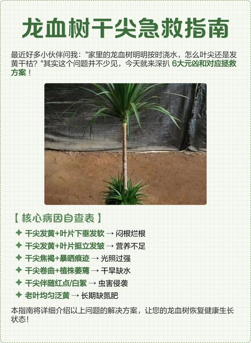 龙血树干叶尖是怎么回事? 结语