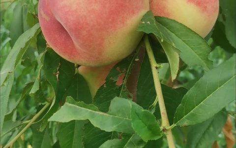 霞辉10号桃品种介绍：早熟优质桃树新品种特征与种植指南