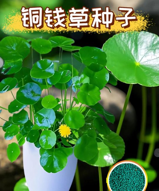 铜钱草种子怎么来的？从开花到采收的完整指南