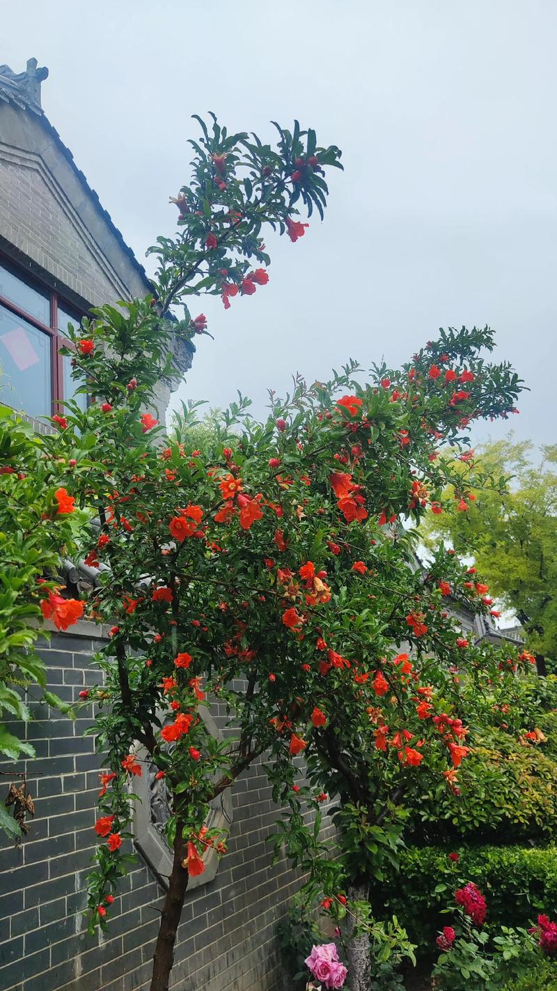 石榴树一年开几次花及促花促果全攻略