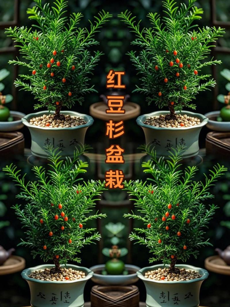 红豆杉是常绿植物吗？——生长习性精确定位
