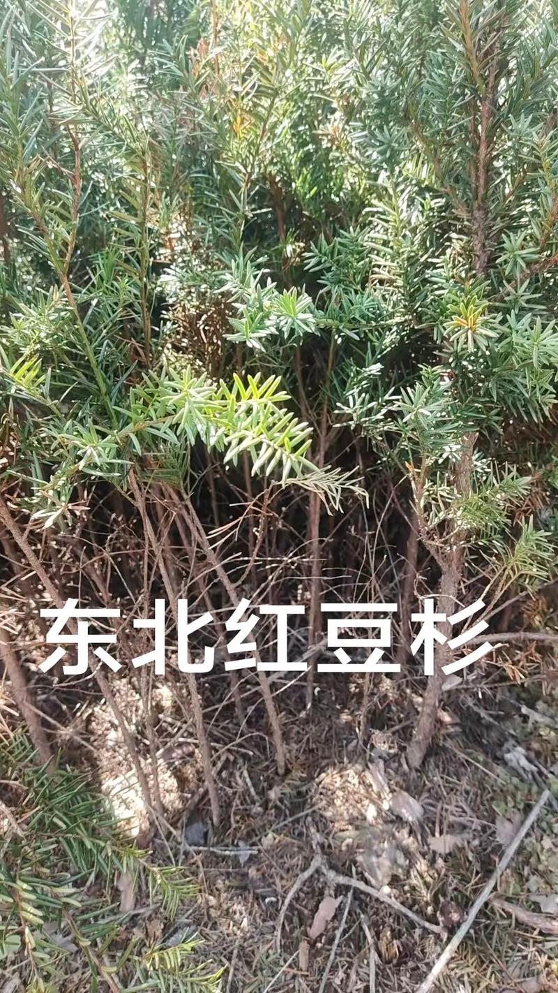 适种区域表格（露地越冬/盆栽入室）