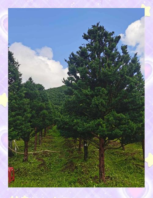 南北种植差异化建议