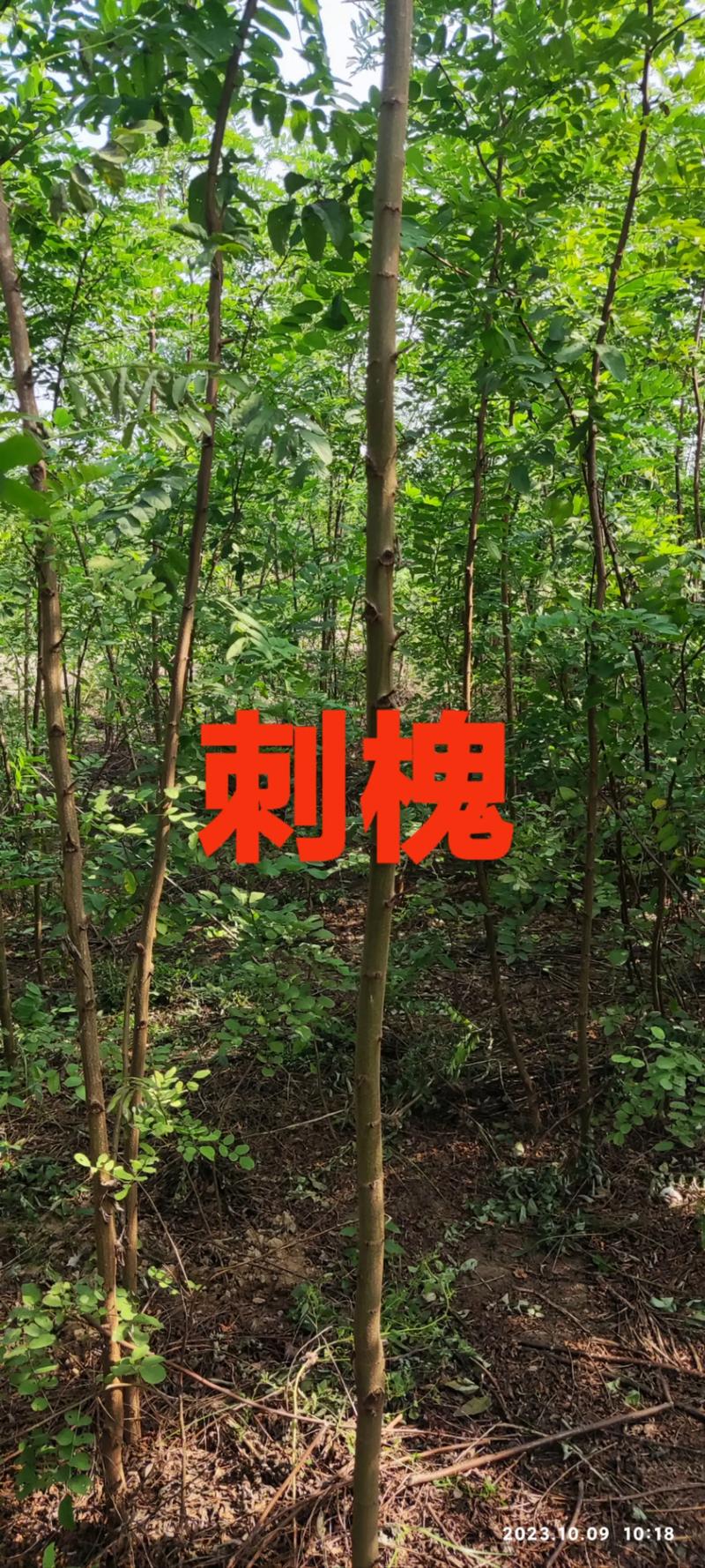 刺槐树苗采购渠道评估指南:从品种鉴定到售后保障 第二步:苗圃资质与公开信息核查