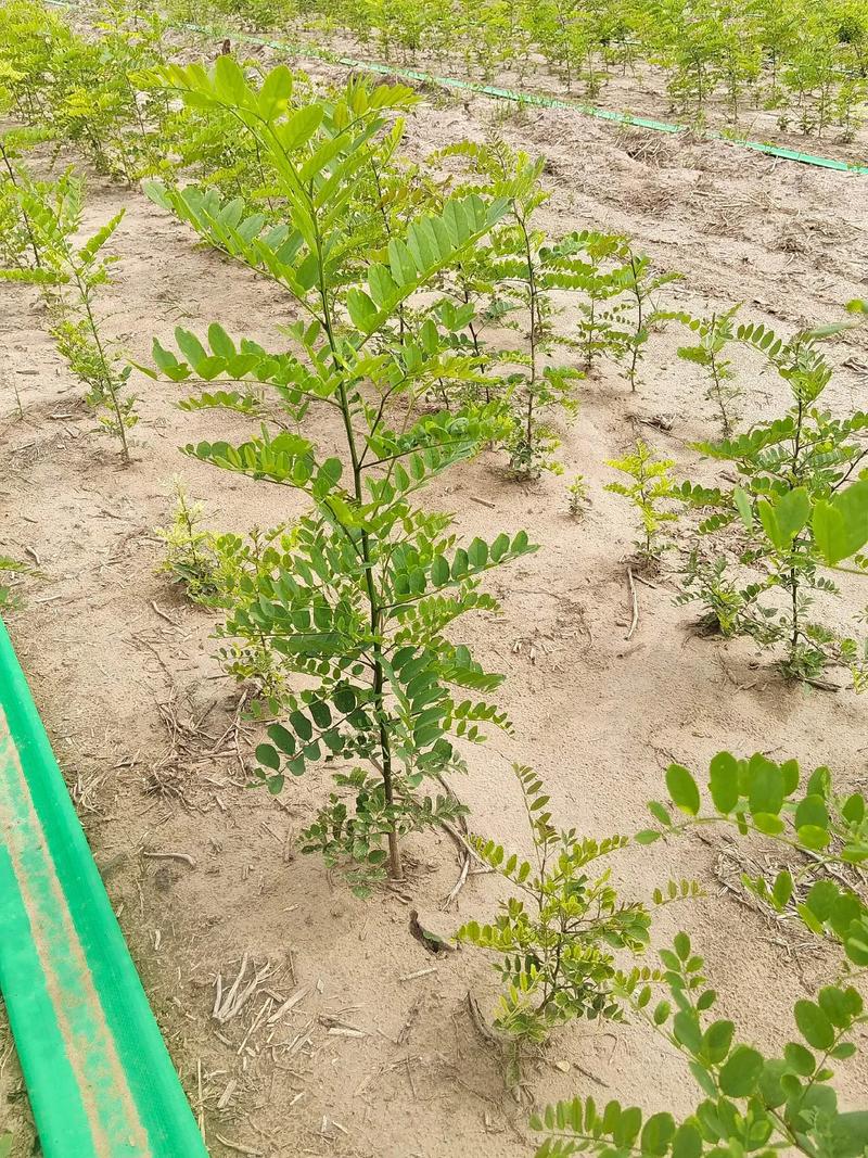 刺槐树苗采购渠道评估指南:从品种鉴定到售后保障 第四步:根系健康与包装运输检查
