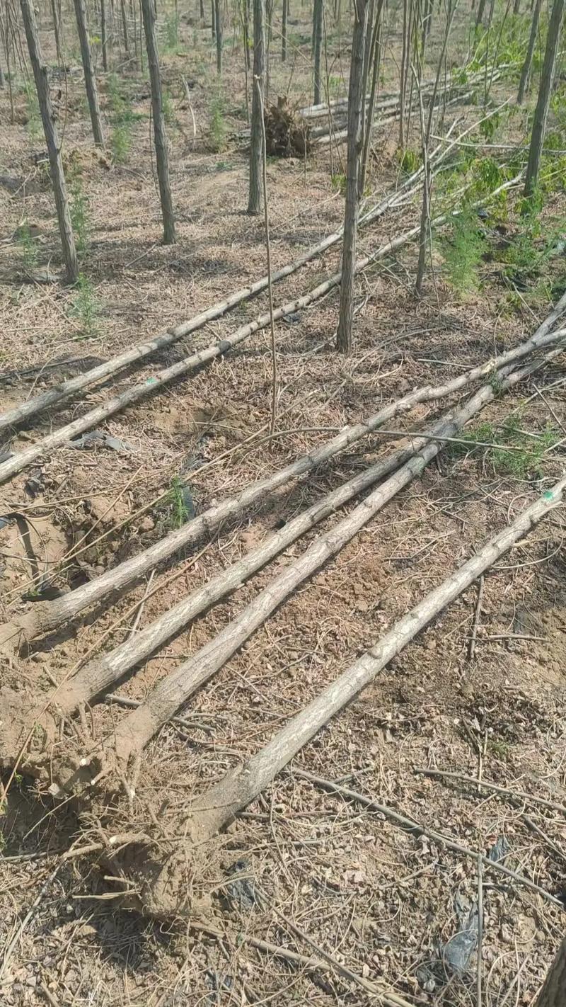 刺槐树苗采购渠道评估指南:从品种鉴定到售后保障 第五步:检疫证书与售后补苗条款