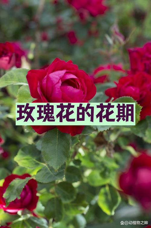 玫瑰花夏天怎么保存?3个关键步骤让花期延长5天 玫瑰切花保鲜核心参数(夏季适用)