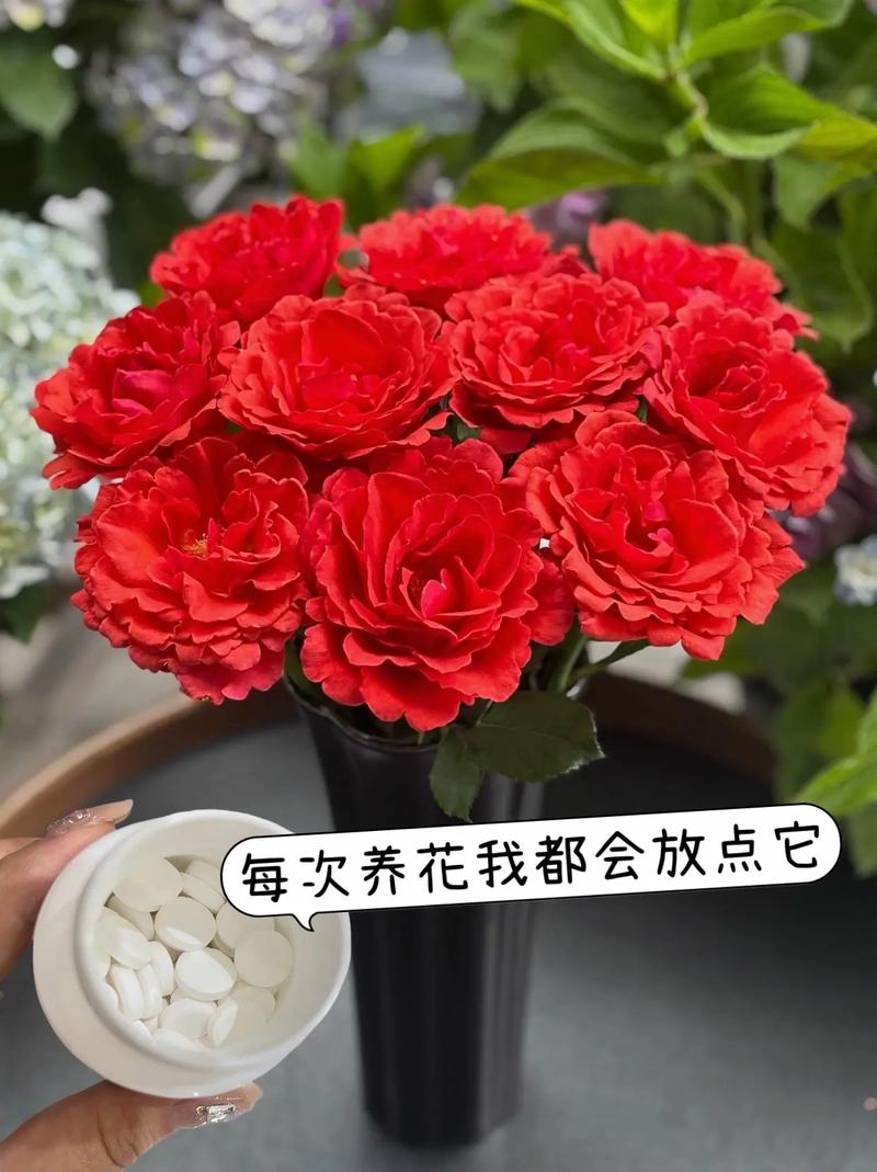 玫瑰花夏天怎么保存?3个关键步骤让花期延长5天 FAQ(常见问题)
