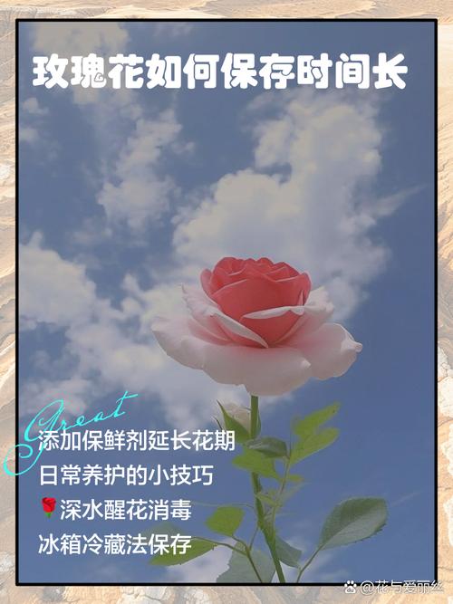 玫瑰花夏天怎么保存?3个关键步骤让花期延长5天 总结(核心可执行动作3条)