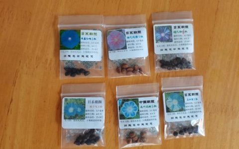 牵牛花的籽长什么样？详解种子形态与采摘收藏技巧