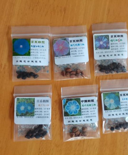 牵牛花的籽长什么样？详解种子形态与采摘收藏技巧