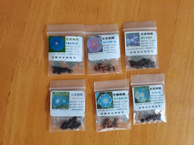 牵牛花的籽长什么样?详解种子形态与采摘收藏技巧 牵牛花的籽长什么样?详解种子形态与采摘收藏技巧