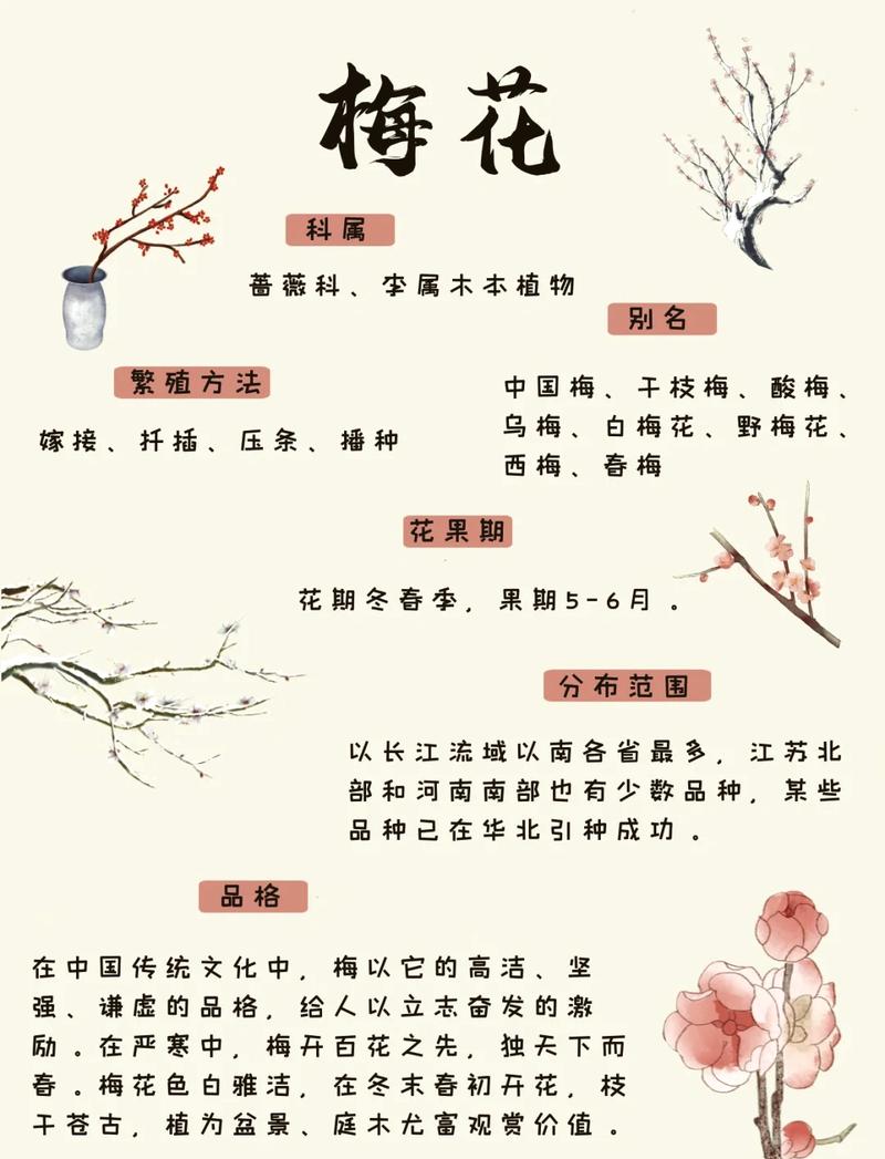 梅花姿态详解:从形态特征到园林应用,一篇读懂 识别要点