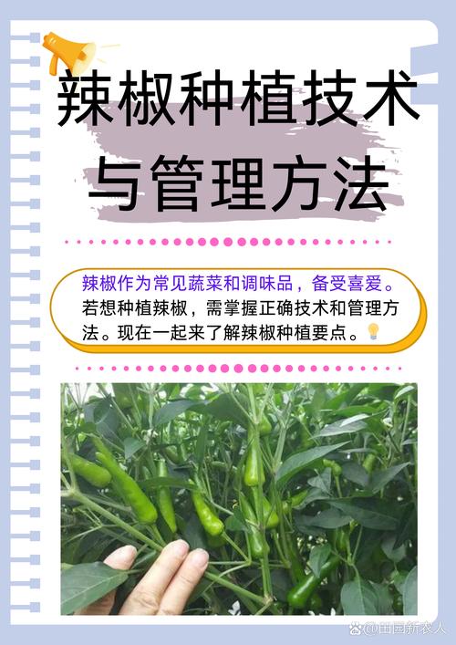 辣椒种子播种全攻略:从选时间到出苗,每一步都讲透 四、播种深度与密度