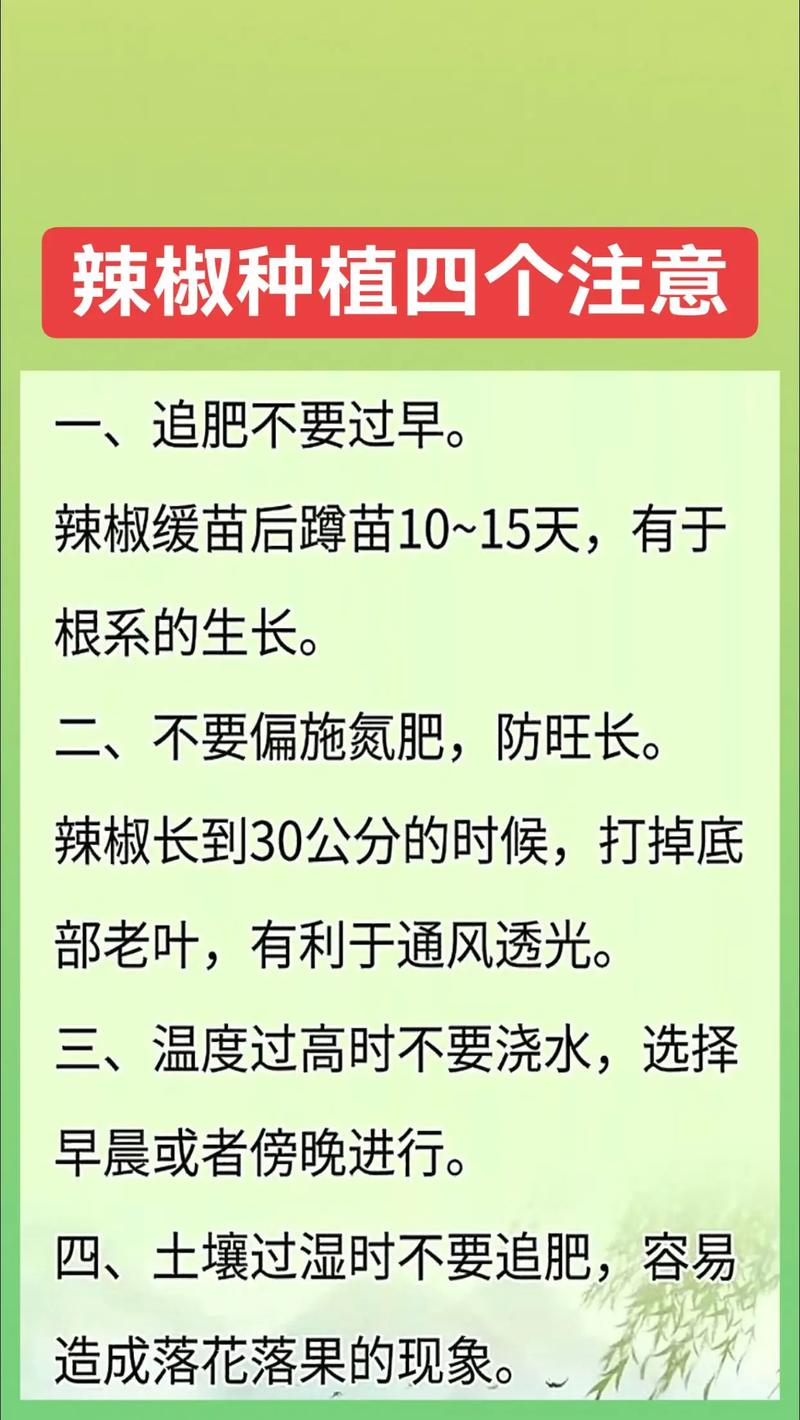 辣椒种子播种全攻略:从选时间到出苗,每一步都讲透 六、出苗前缓苗管理(即发芽期管理)