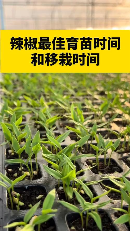 辣椒种子播种全攻略:从选时间到出苗,每一步都讲透 五、播种后浇定根水(即第一次浇水)