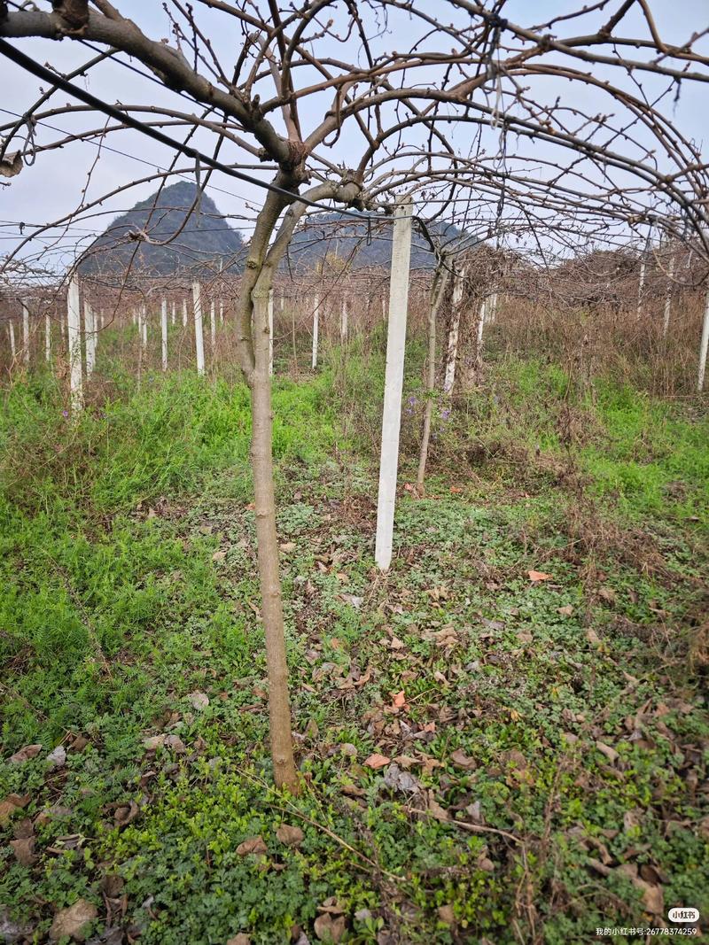 果树苗栽种后怎么看是否成活?5个关键指标+3步补救法 二、5个关键指标:满足3个以上即为成活