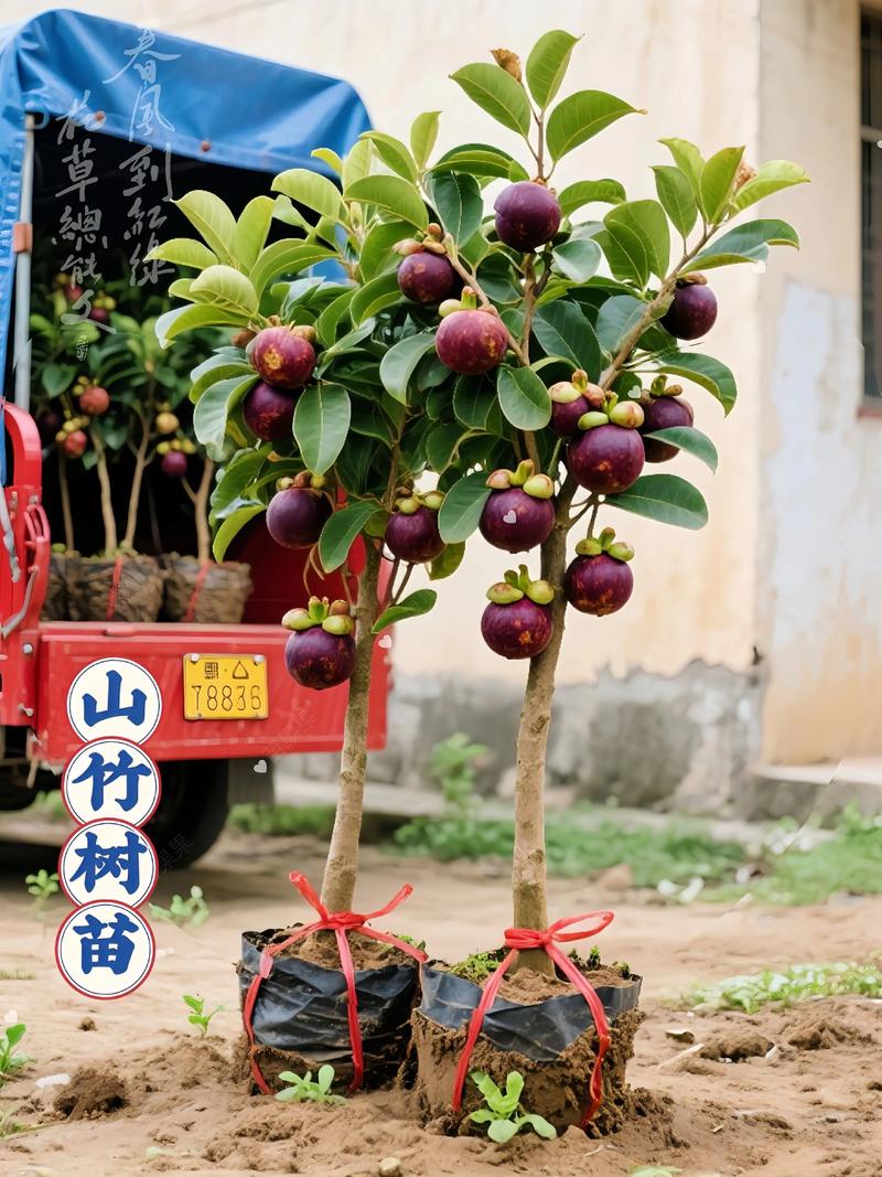 果树苗栽种后怎么看是否成活?5个关键指标+3步补救法 四、提高成活率的栽种要点(快速回顾)
