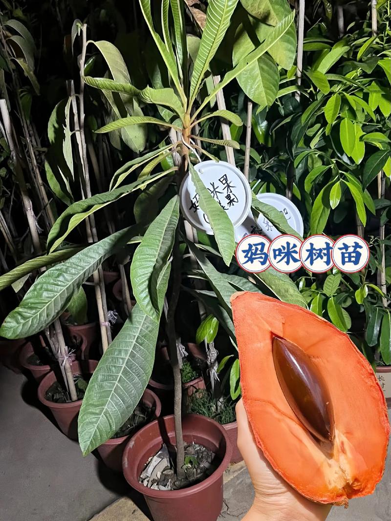 果树苗栽种后怎么看是否成活?5个关键指标+3步补救法 三、常见问题与补救措施