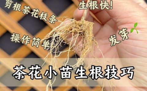 茶花可以扦插枝条吗？可以，但要选对枝条和时机