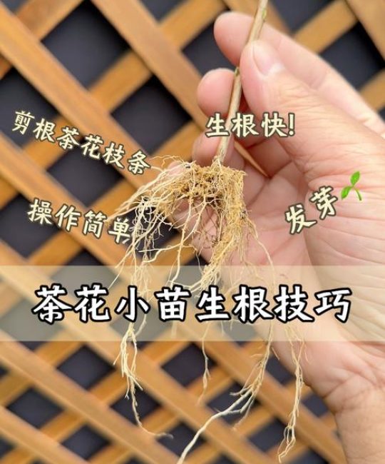 茶花可以扦插枝条吗？可以，但要选对枝条和时机