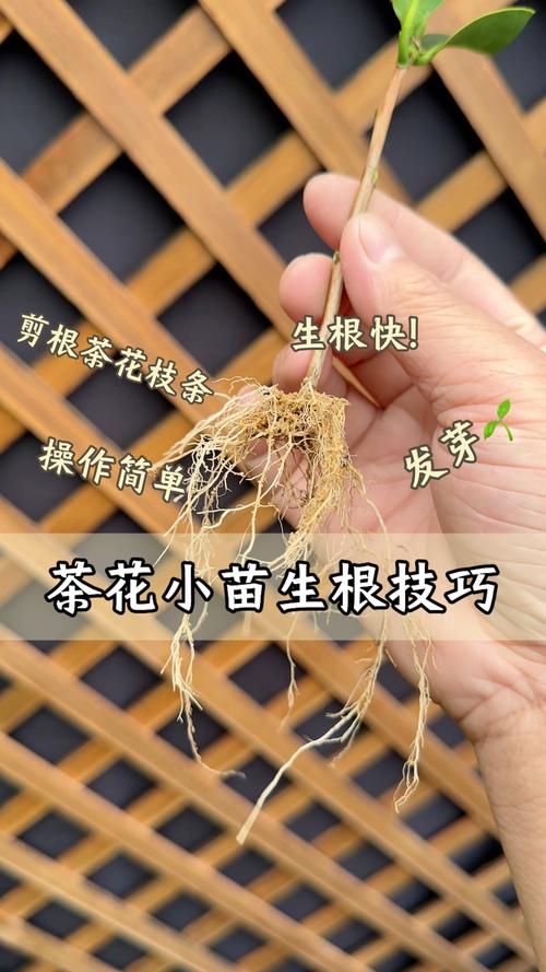 茶花扦插前先看清：适不适合你的品种