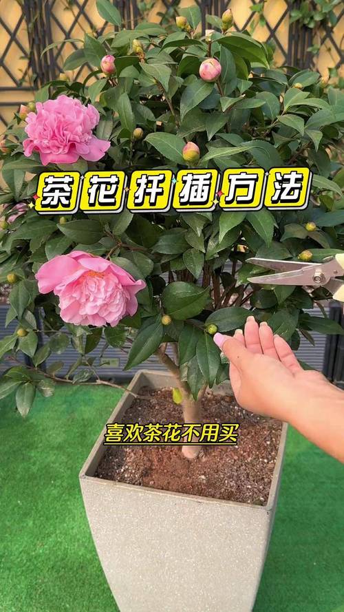 茶花扦插常见失败原因