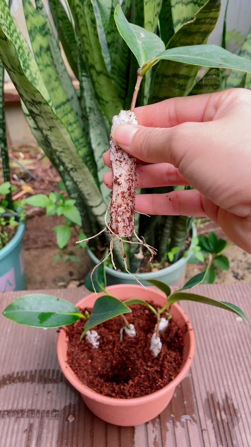 茶花扦插和其他繁殖方式怎么选