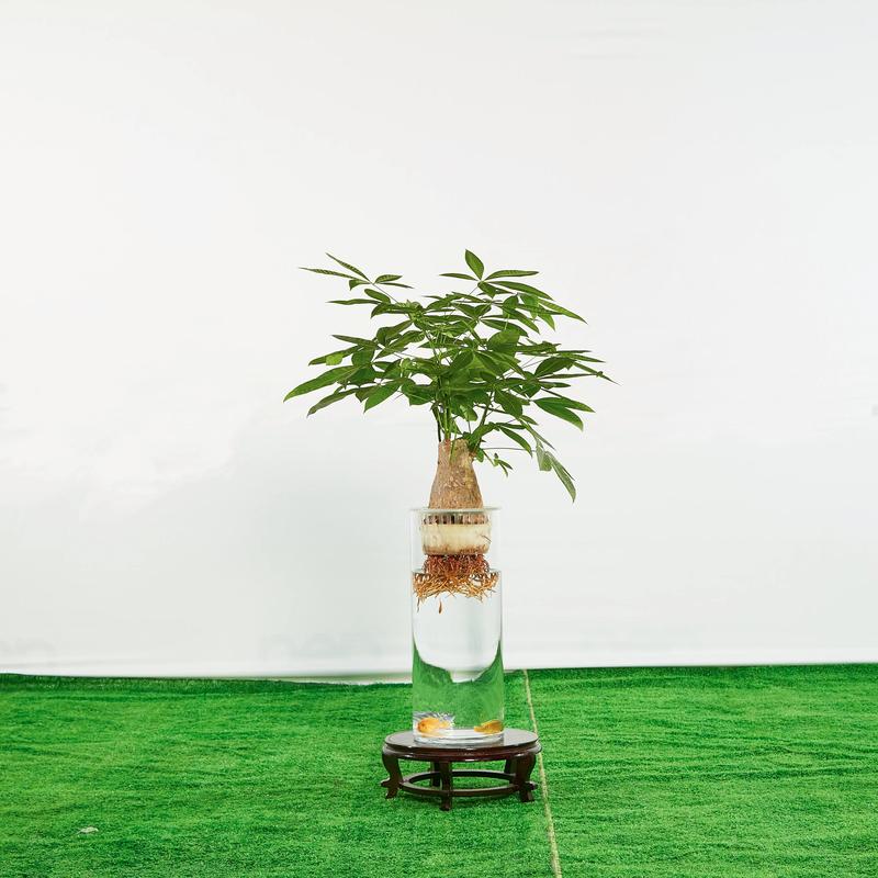 发财树可以水培吗?水培方法与注意事项 发财树可以水培吗?水培方法与注意事项