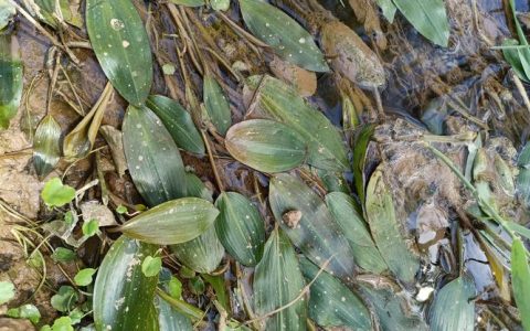 竹叶眼子菜是沉水植物吗？——池塘河道应用全解析