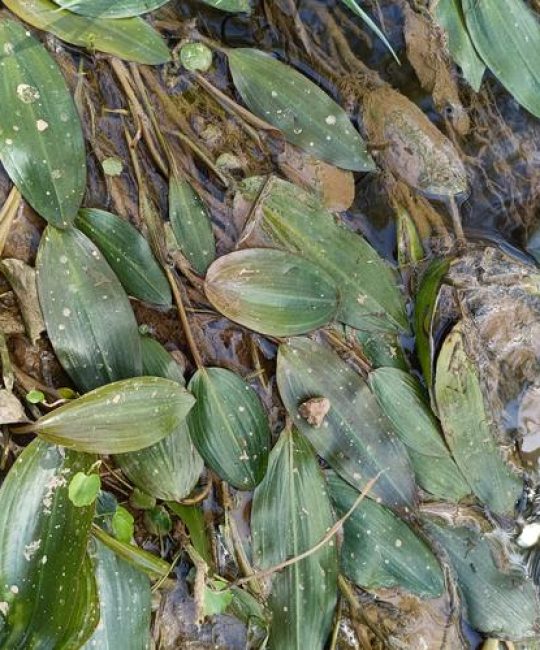 竹叶眼子菜是沉水植物吗？——池塘河道应用全解析
