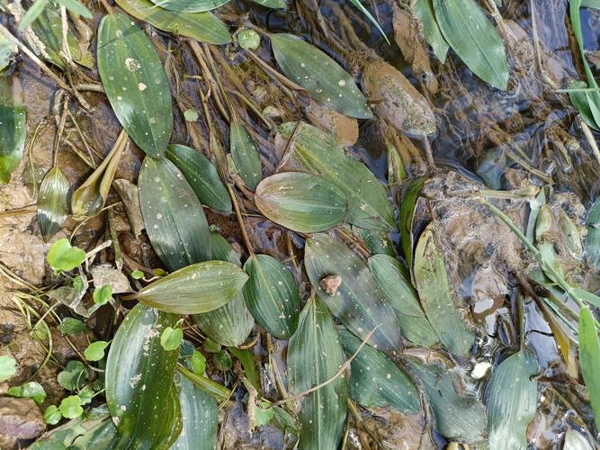 竹叶眼子菜是沉水植物吗?——池塘河道应用全解析 竹叶眼子菜是沉水植物吗?——池塘河道应用全解析